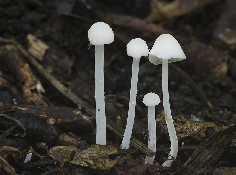 Hemimycena cucullata